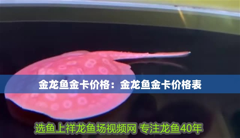 金龍魚金卡價格：金龍魚金卡價格表