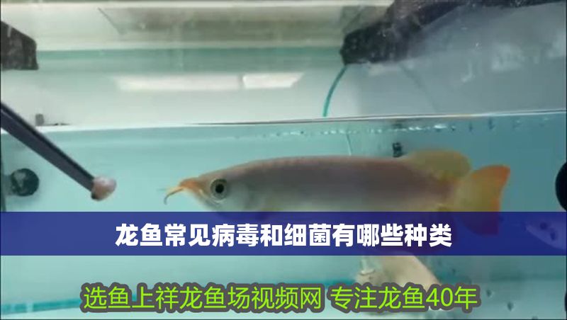 龍魚常見病毒和細菌有哪些種類