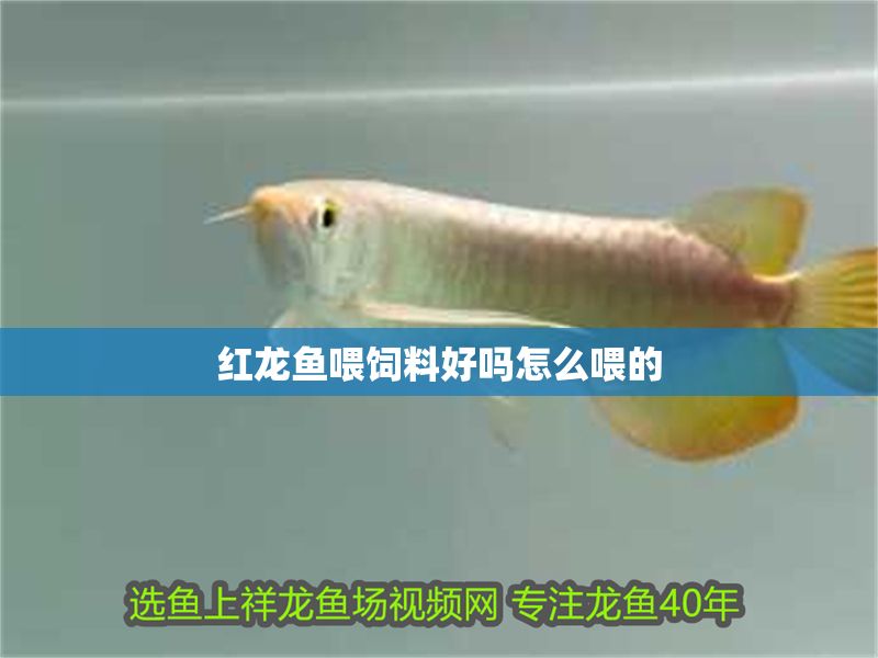 紅龍魚喂飼料好嗎怎么喂的