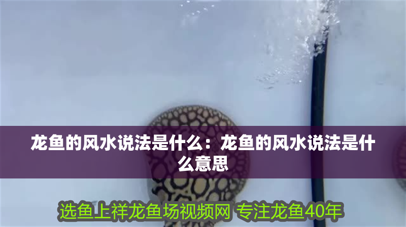 龍魚的風水說法是什么：龍魚的風水說法是什么意思