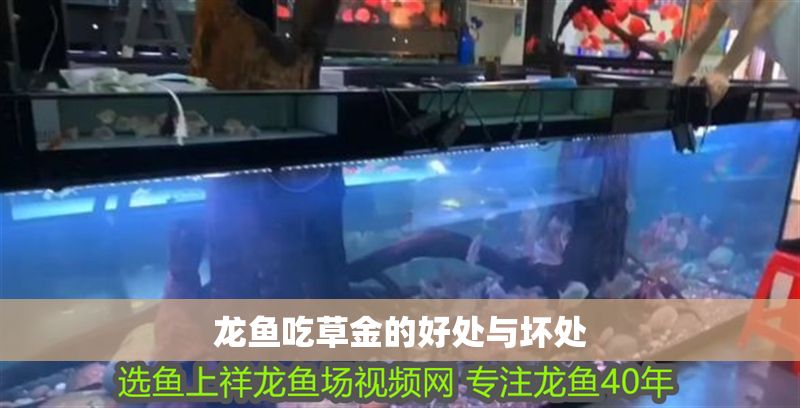 龍魚吃草金的好處與壞處