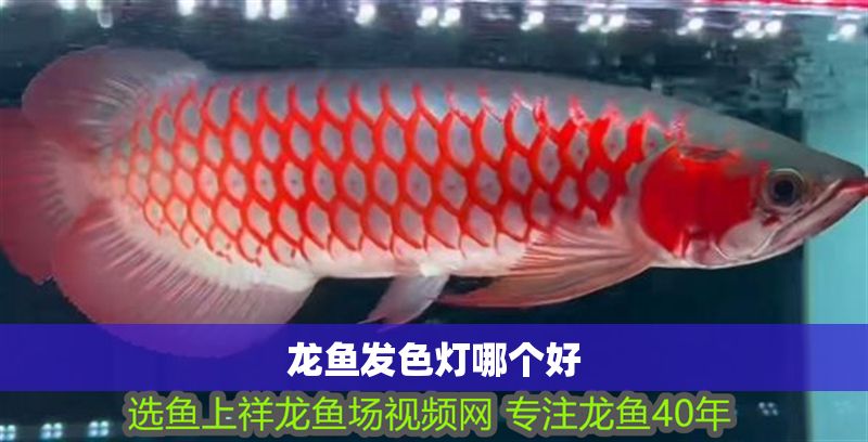 龍魚發色燈哪個好