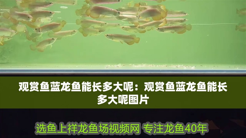 觀賞魚藍龍魚能長多大呢：觀賞魚藍龍魚能長多大呢圖片