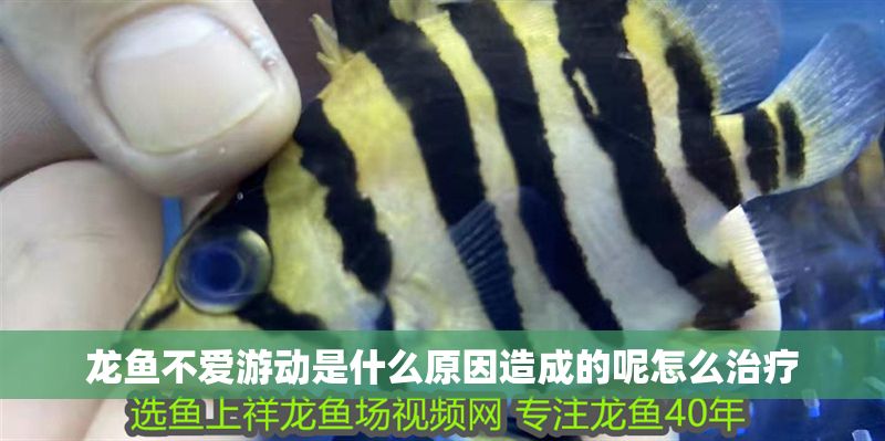 龍魚不愛游動是什么原因造成的呢怎么治療