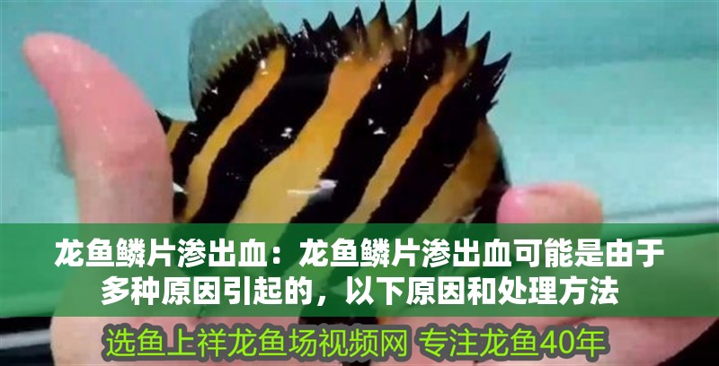 龍魚鱗片滲出血：龍魚鱗片滲出血可能是由于多種原因引起的，以下原因和處理方法