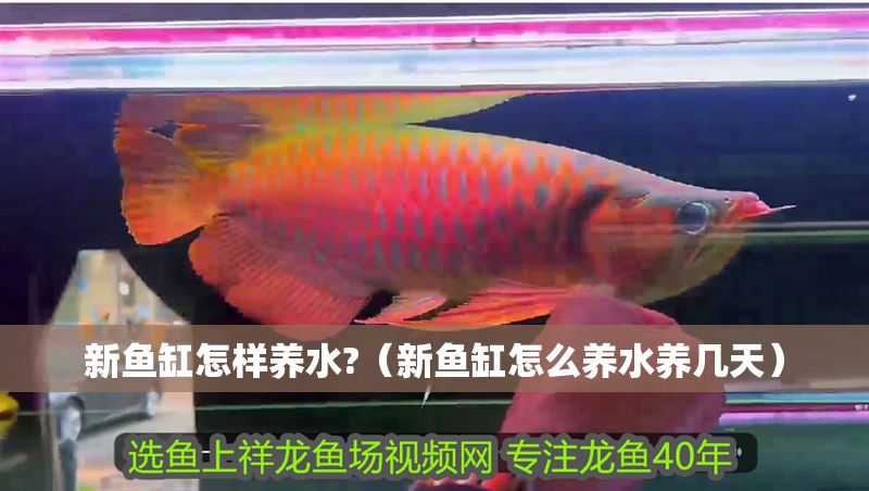 新魚缸怎樣養水?（新魚缸怎么養水養幾天）