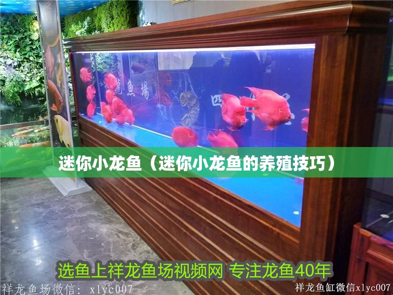 迷你小龍魚（迷你小龍魚的養殖技巧）