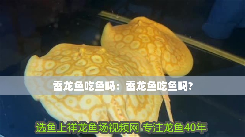 雷龍魚吃魚嗎：雷龍魚吃魚嗎?