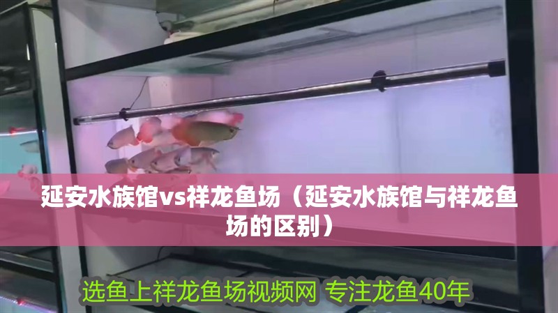 延安水族館vs祥龍魚場（延安水族館與祥龍魚場的區別）