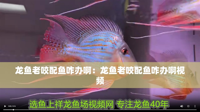 龍魚老咬配魚咋辦啊：龍魚老咬配魚咋辦啊視頻