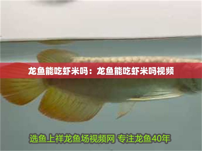 龍魚能吃蝦米嗎：龍魚能吃蝦米嗎視頻
