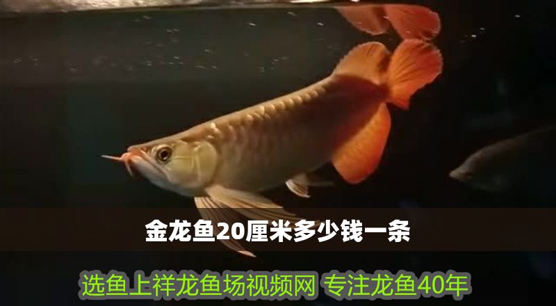 金龍魚20厘米多少錢一條