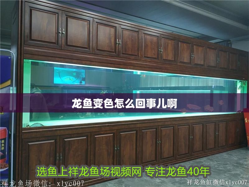 龍魚變色怎么回事兒啊