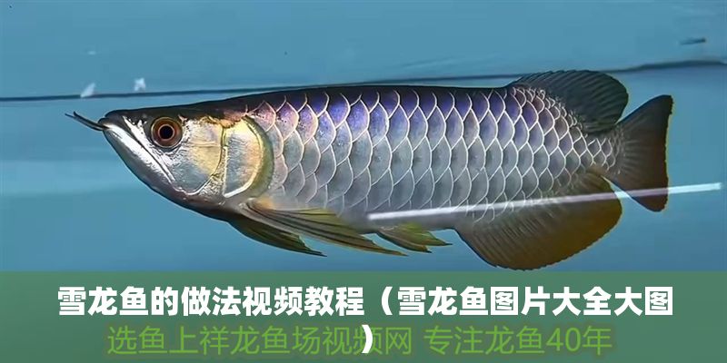 雪龍魚的做法視頻教程（雪龍魚圖片大全大圖）