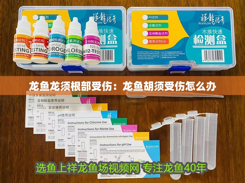 龍魚龍須根部受傷：龍魚胡須受傷怎么辦