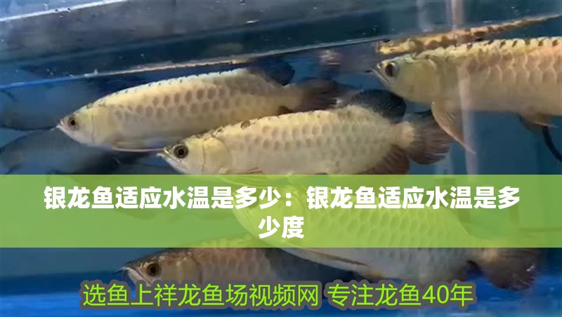 銀龍魚適應(yīng)水溫是多少：銀龍魚適應(yīng)水溫是多少度