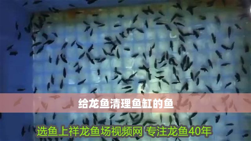 給龍魚清理魚缸的魚 給龍魚清理魚缸的魚 龍魚百科 第1張
