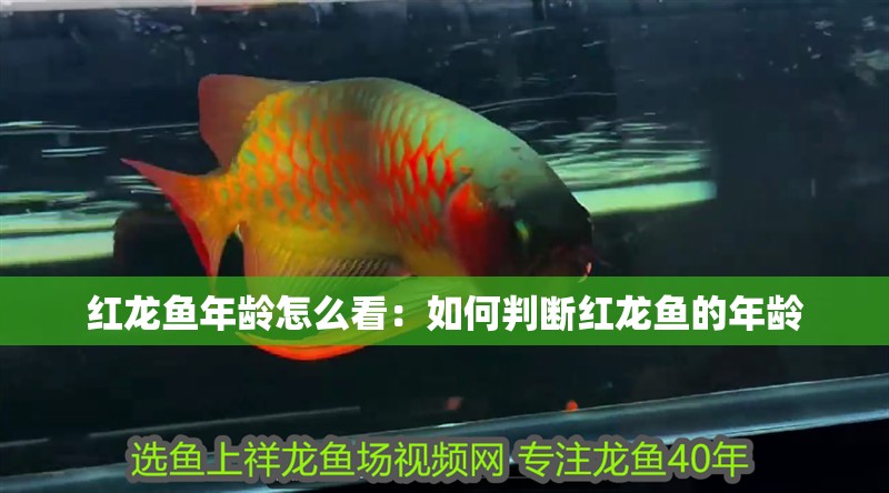 紅龍魚年齡怎么看：如何判斷紅龍魚的年齡