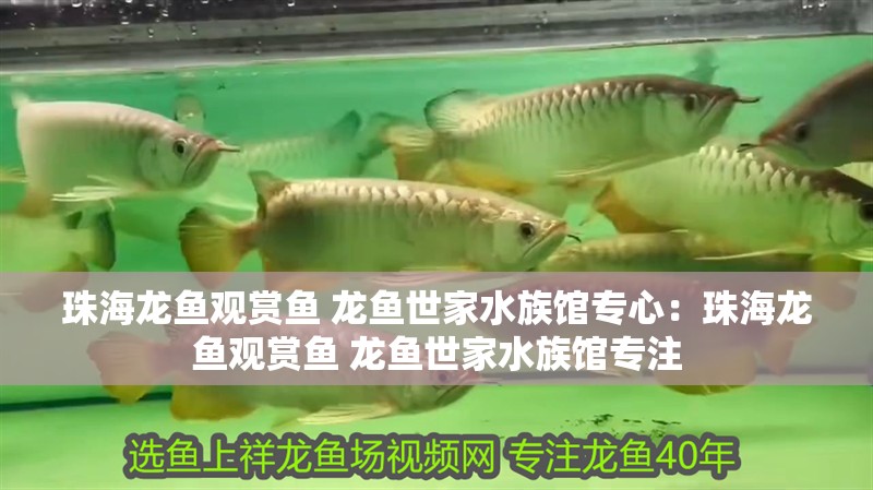 珠海龍魚觀賞魚 龍魚世家水族館專心：珠海龍魚觀賞魚 龍魚世家水族館專注