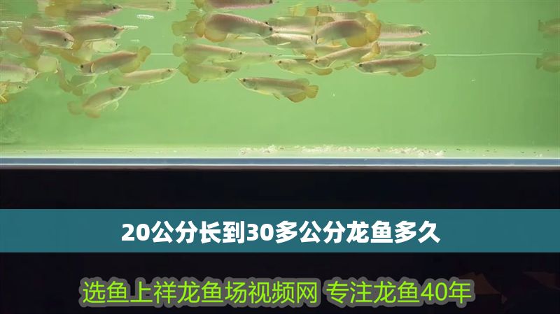20公分長到30多公分龍魚多久