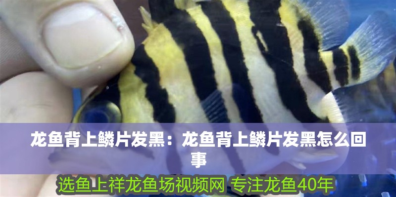 龍魚背上鱗片發(fā)黑：龍魚背上鱗片發(fā)黑怎么回事