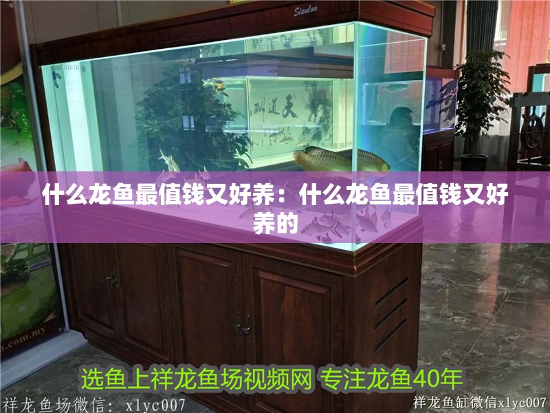 什么龍魚最值錢又好養：什么龍魚最值錢又好養的