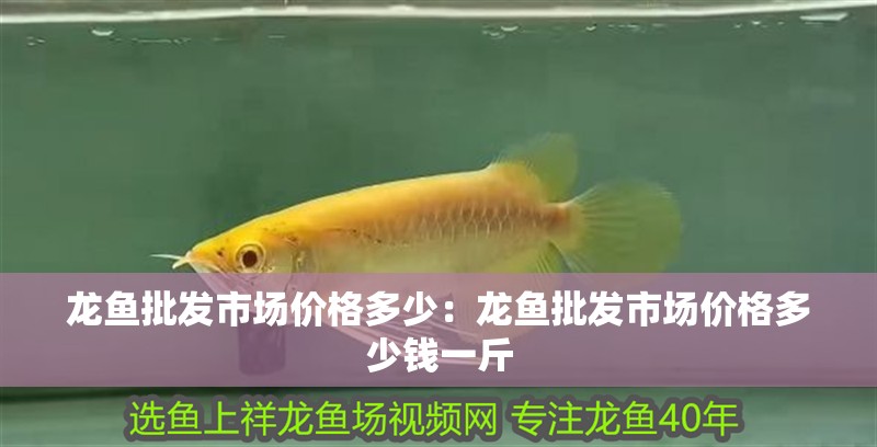 龍魚批發市場價格多少：龍魚批發市場價格多少錢一斤