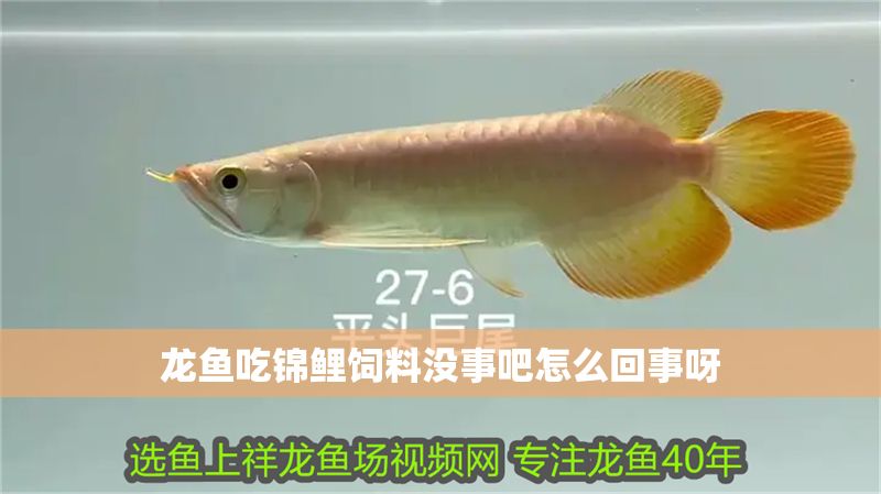 龍魚吃錦鯉飼料沒事吧怎么回事呀