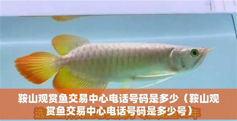 鞍山觀賞魚交易中心電話號碼是多少（鞍山觀賞魚交易中心電話號碼是多少號）