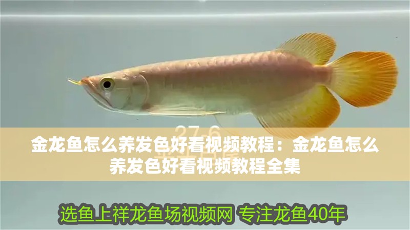 金龍魚怎么養發色好看視頻教程:金龍魚怎么養發色好看視頻教程全集 水族問答 金龍魚怎么養發色好看視頻教程:金龍魚怎么養發色好看視頻教程全集 金龍魚怎么養發色好看視頻教程:金龍魚怎么養發色好看視頻教程全集 水族問答