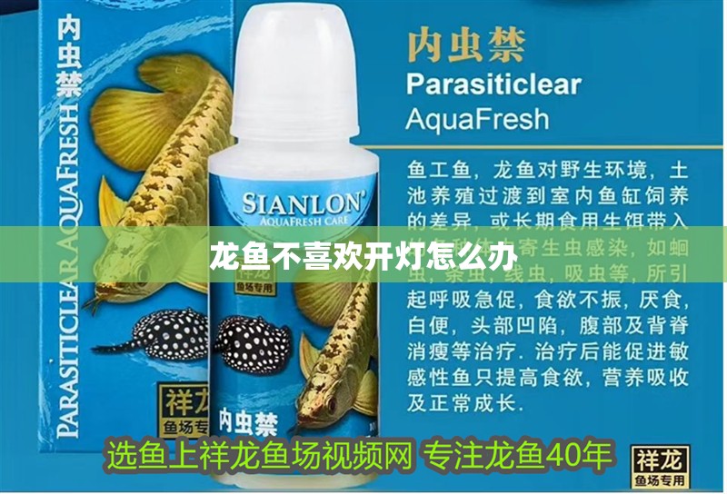 龍魚不喜歡開燈怎么辦