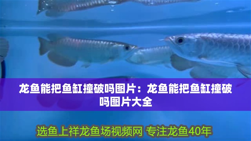 龍魚能把魚缸撞破嗎圖片：龍魚能把魚缸撞破嗎圖片大全
