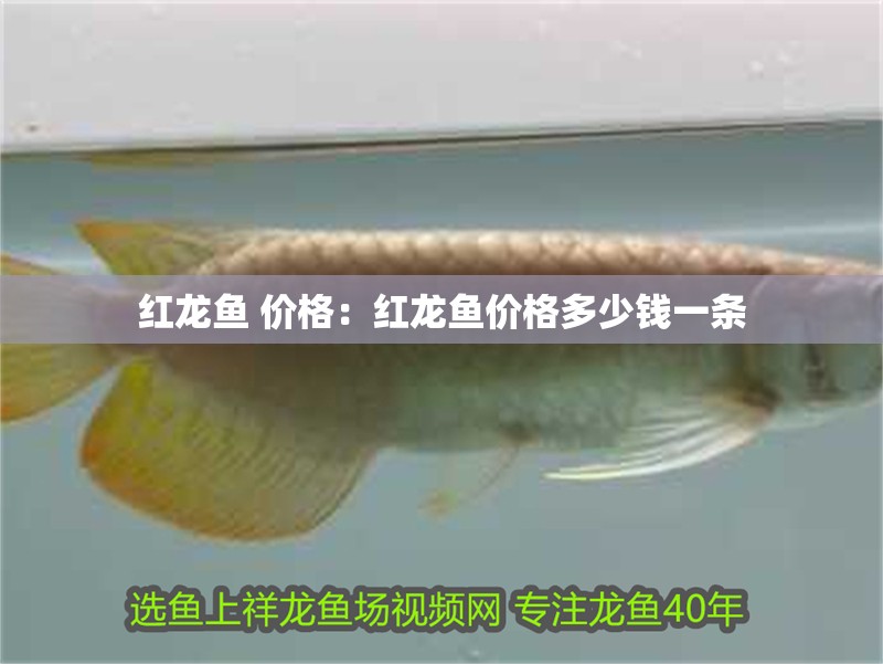 紅龍魚 價格：紅龍魚價格多少錢一條