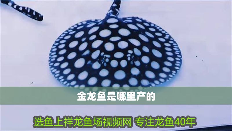 金龍魚是哪里產的