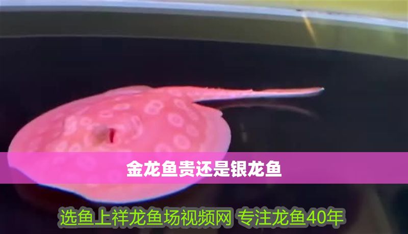 金龍魚貴還是銀龍魚