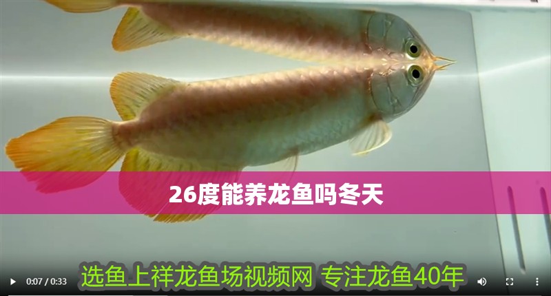 26度能養(yǎng)龍魚(yú)嗎冬天