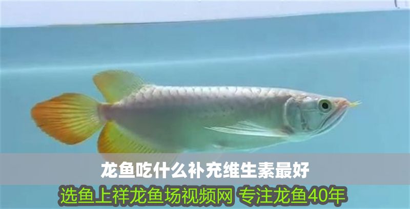 龍魚吃什么補充維生素最好