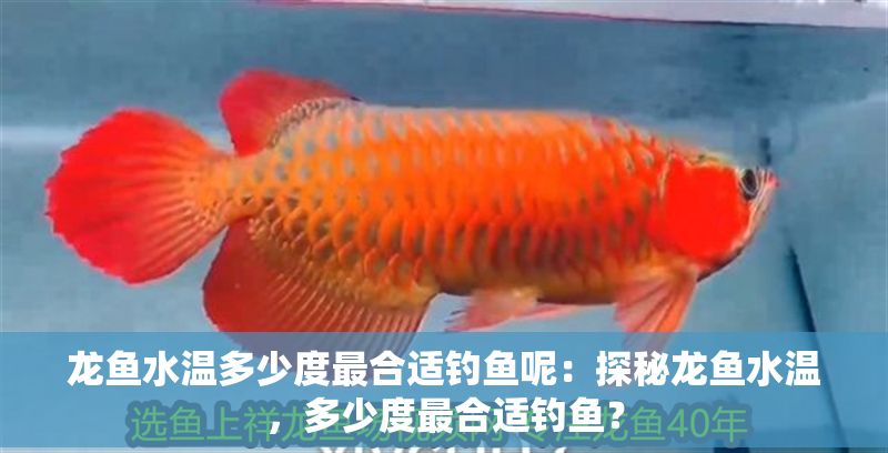龍魚水溫多少度最合適釣魚呢：探秘龍魚水溫，多少度最合適釣魚？
