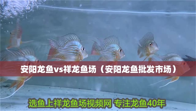 安陽龍魚vs祥龍魚場（安陽龍魚批發市場）