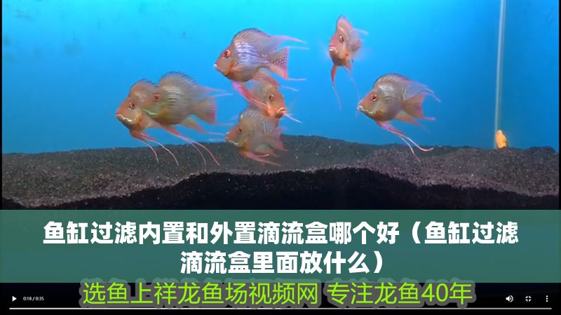 魚缸過濾內置和外置滴流盒哪個好（魚缸過濾滴流盒里面放什么）