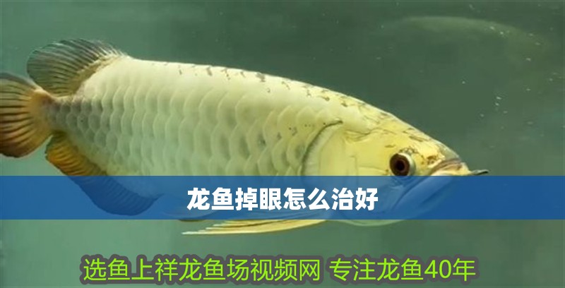 龍魚掉眼怎么治好