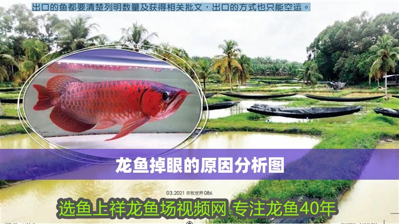 龍魚掉眼的原因分析圖