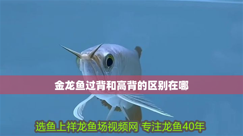 金龍魚過背和高背的區別在哪
