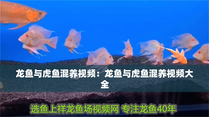 龍魚與虎魚混養(yǎng)視頻：龍魚與虎魚混養(yǎng)視頻大全