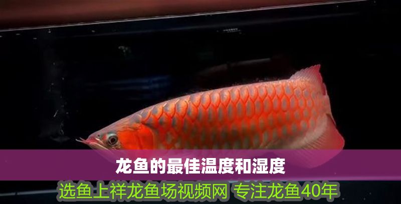 龍魚的最佳溫度和濕度