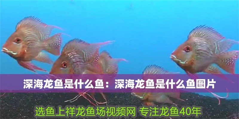 深海龍魚(yú)是什么魚(yú)：深海龍魚(yú)是什么魚(yú)圖片