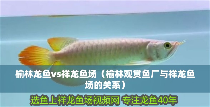榆林龍魚vs祥龍魚場（榆林觀賞魚廠與祥龍魚場的關系）