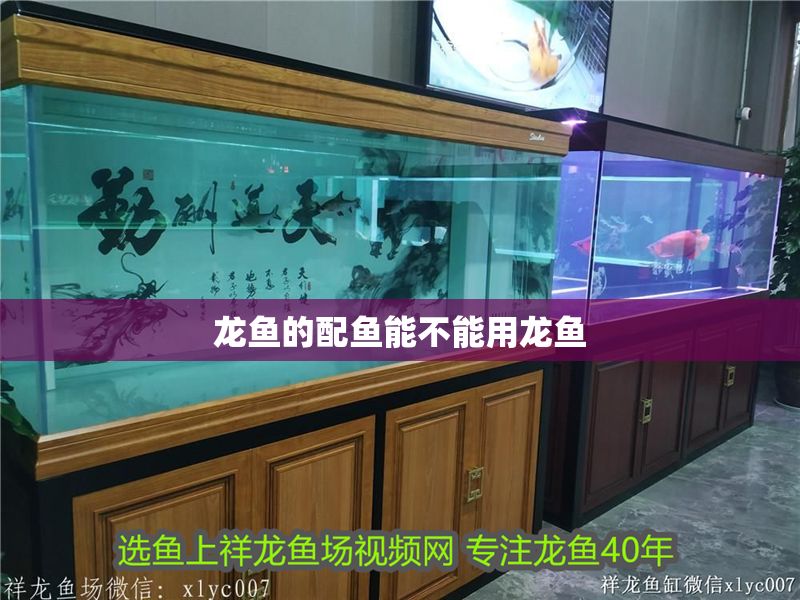 龍魚的配魚能不能用龍魚