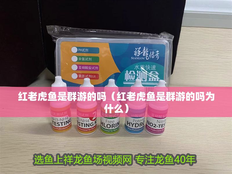 紅老虎魚是群游的嗎（紅老虎魚是群游的嗎為什么）