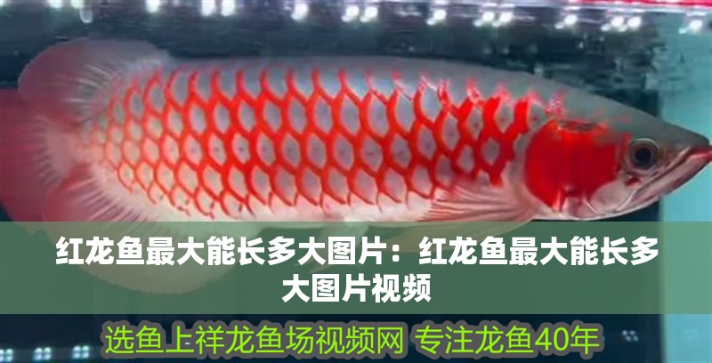 紅龍魚最大能長多大圖片:紅龍魚最大能長多大圖片視頻 水族問答 紅龍魚最大能長多大圖片:紅龍魚最大能長多大圖片視頻 紅龍魚最大能長多大圖片:紅龍魚最大能長多大圖片視頻 水族問答